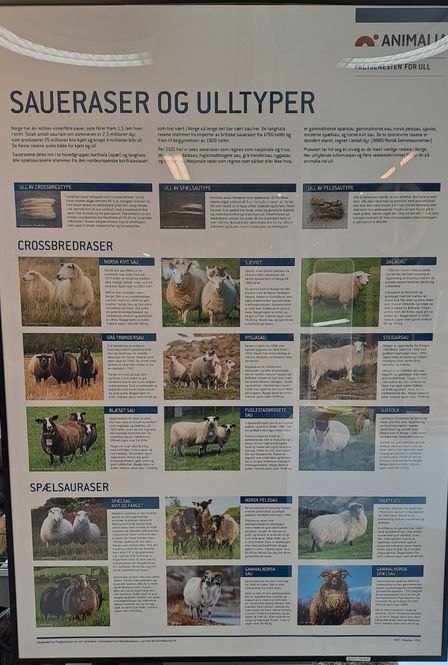 Hovedbilde Plakat saueraser og ulltyper