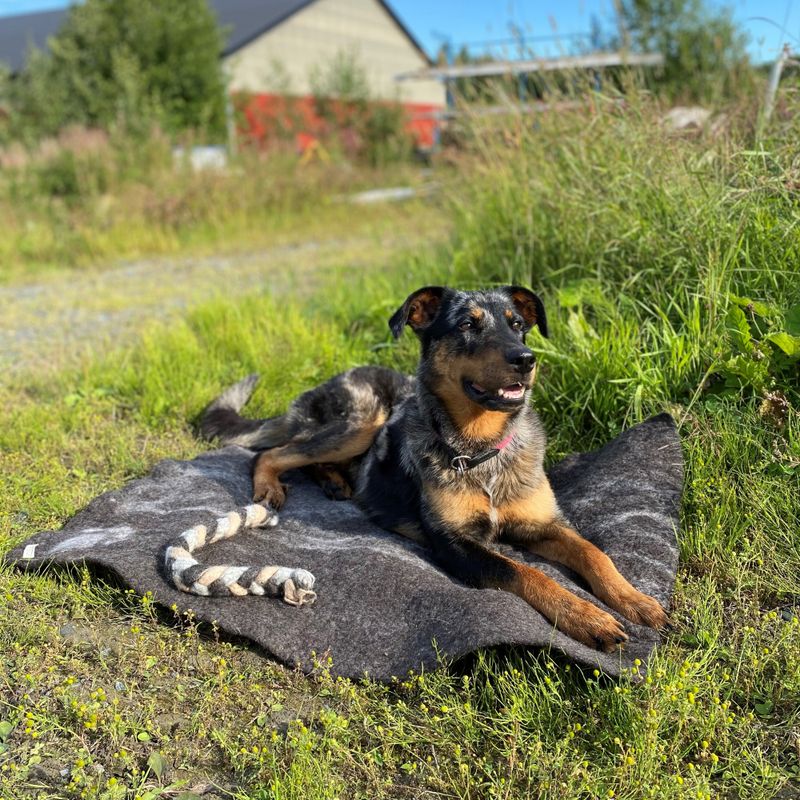 Hundeteppe stort mørkt