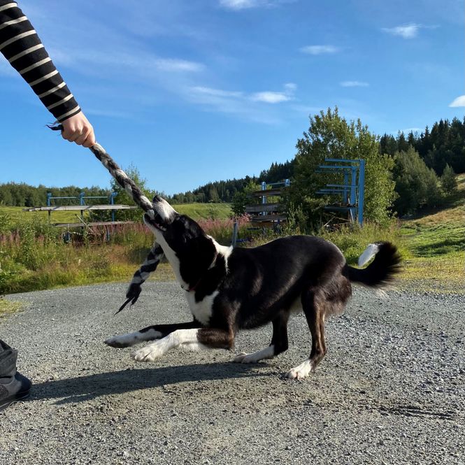 Hovedbilde Draleke til hund