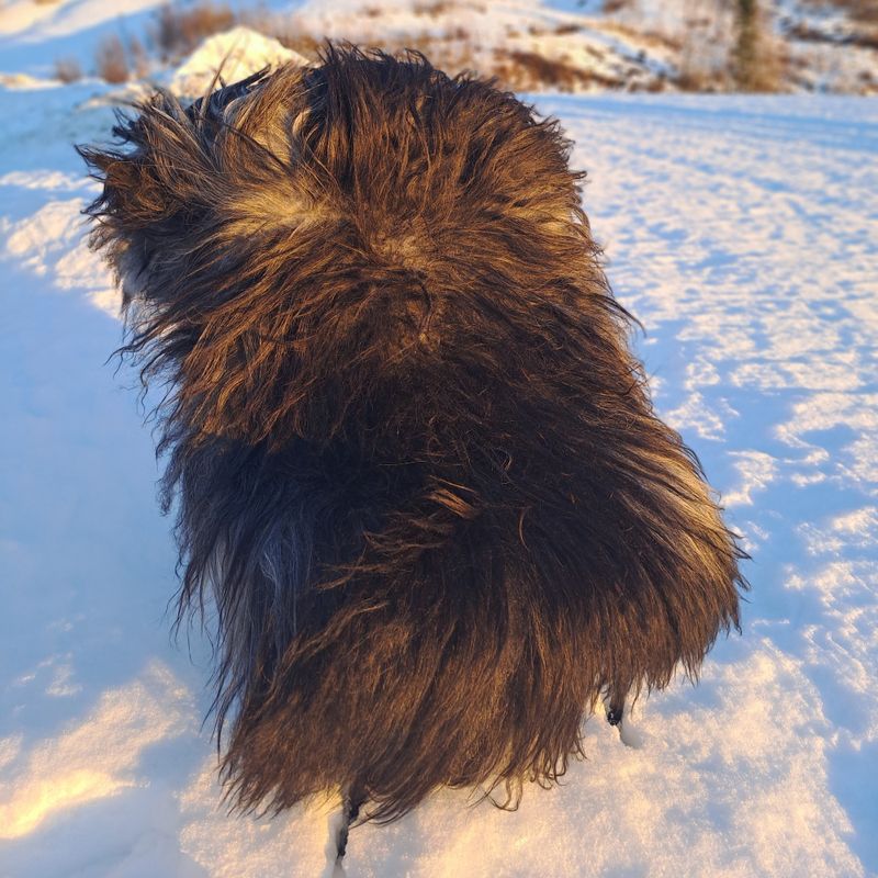 Lammeskinn av Gammelnorsk spælsau grå